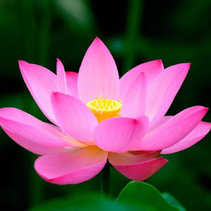 Meet your Posher, Isabel